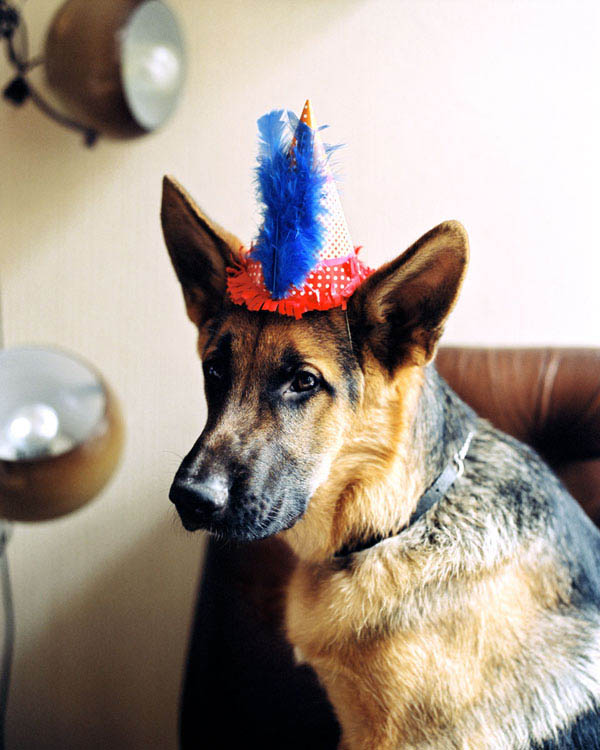 bithday-dog